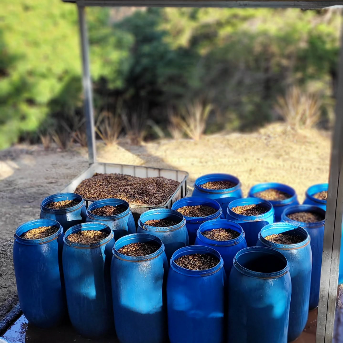 Coffee in barrels during the washed process on Mayra's Farm