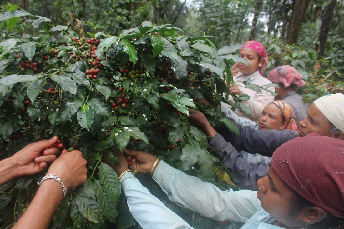 Women coffee pickers on Poornima's farm in souther India, all reaching into the same tree to pick ripe cherries