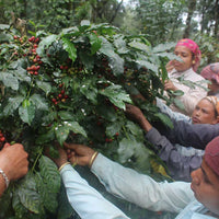 Women coffee pickers on Poornima's farm in souther India, all reaching into the same tree to pick ripe cherries