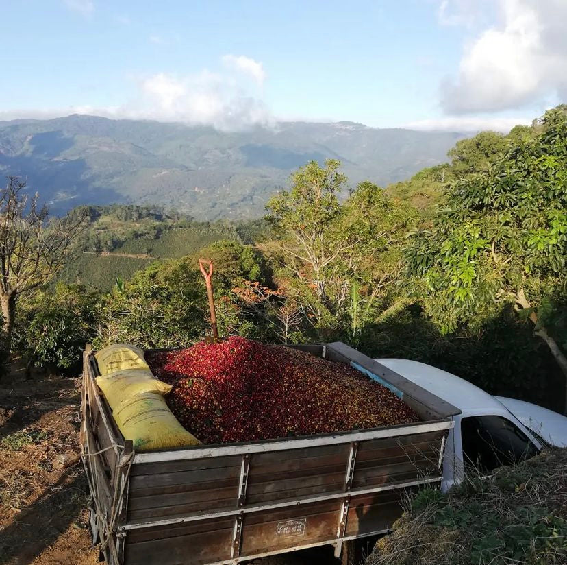 Overhead view of coffee cherries in the bed of a truck after being freshly picked, with mountains in the back ground