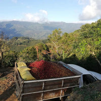 Overhead view of coffee cherries in the bed of a truck after being freshly picked, with mountains in the back ground