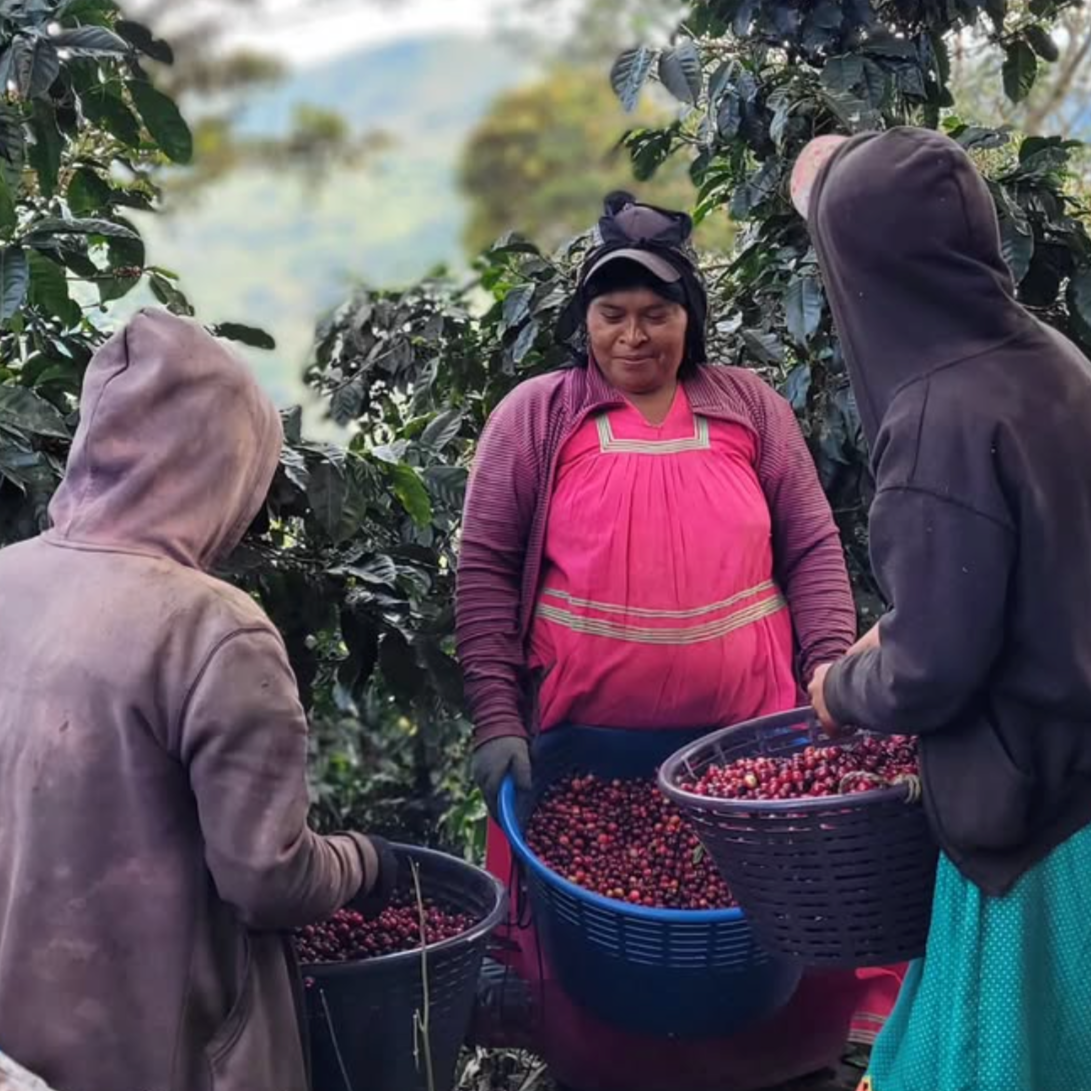 Three women coffee pickers on Mayra's farm in Costa Rica