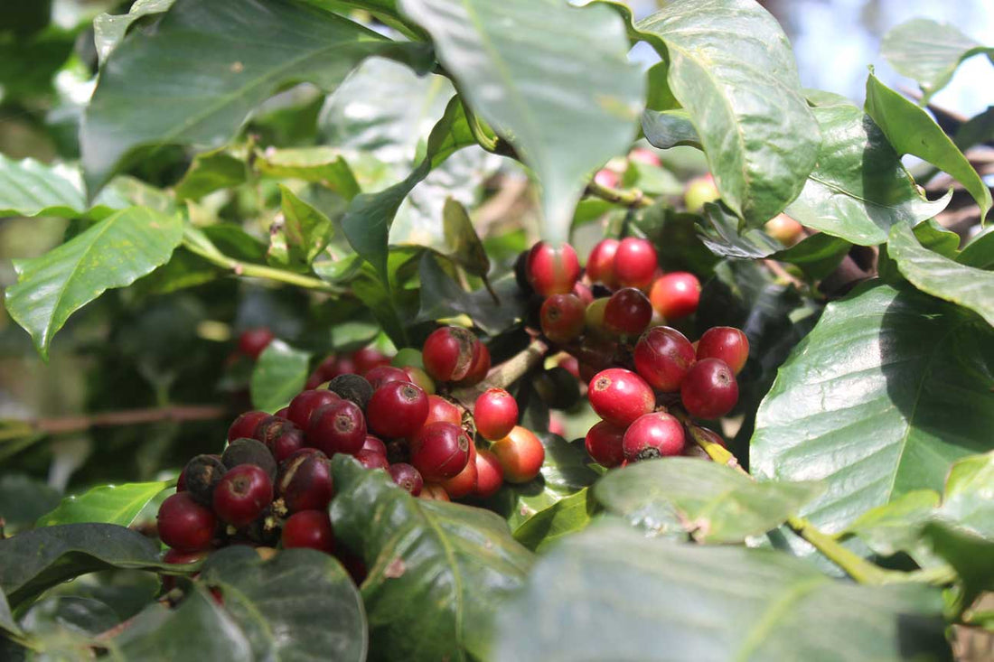 Red ripe coffee cherries on a branch on the farm in southern India
