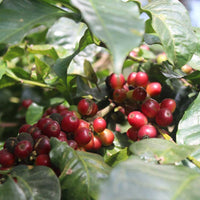 Red ripe coffee cherries on a branch on the farm in southern India
