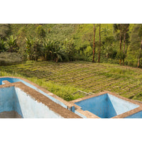 Charlotte's DRC • Medium-Dark Roast